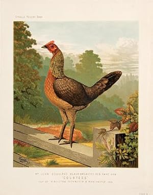 Bild des Verkufers fr Mr John Douglas's Black-Breasted-Red Game Hen "Countess" cup at Middlton, Farnworth & Manchester, 1868. Plate 11. zum Verkauf von Peter Harrington.  ABA/ ILAB.