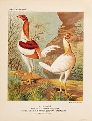 Bild des Verkufers fr Pile Game. Bred by Mr Joseph Colgrove. Plate 11. zum Verkauf von Peter Harrington.  ABA/ ILAB.