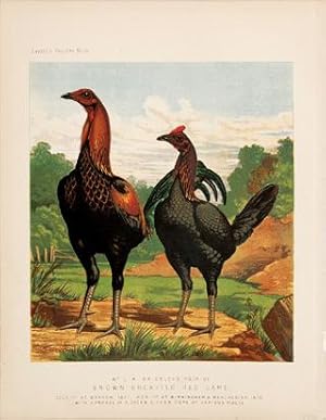 Bild des Verkufers fr Mr C.W.Brierley's pair of Brown-Breasted Red Game. Plate 11. zum Verkauf von Peter Harrington.  ABA/ ILAB.