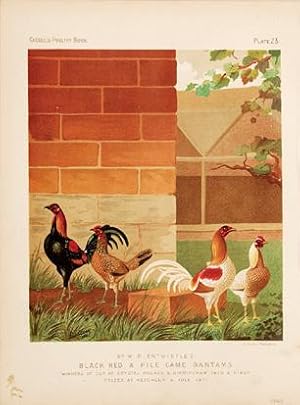 Bild des Verkufers fr Mr W.F.Entwisles's Black Red & Pile Game Bantams. Plate 11. zum Verkauf von Peter Harrington.  ABA/ ILAB.