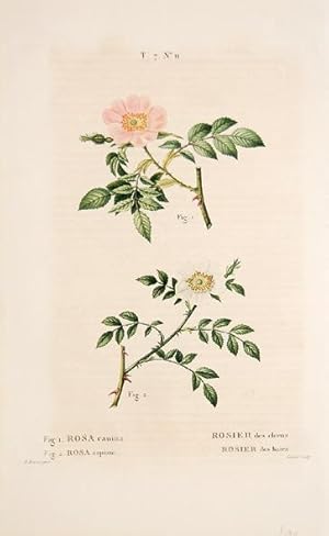 Bild des Verkufers fr rosa canina rosa sepium rosier des chiens rosier des haies. T.7 No.11. zum Verkauf von Peter Harrington.  ABA/ ILAB.