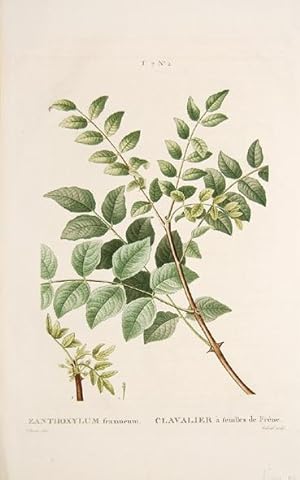 Bild des Verkufers fr ZANTHOXYLUM fraxineum CLAVALIER  feuilles de Frne. T.7 No. 2. zum Verkauf von Peter Harrington.  ABA/ ILAB.