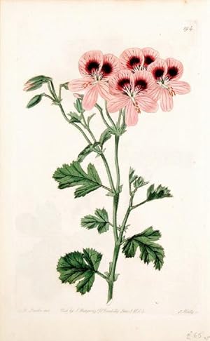 Bild des Verkufers fr Geranium. 194. zum Verkauf von Peter Harrington.  ABA/ ILAB.