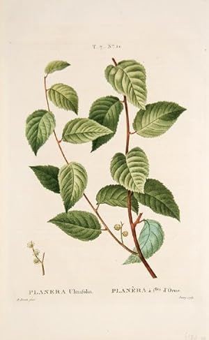 Imagen del vendedor de Planera Ulmifolia Planra  flles.d'Orme T.7 No.21. a la venta por Peter Harrington.  ABA/ ILAB.