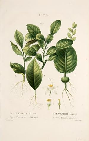 Bild des Verkufers fr Citrus Hystrix, Fleurs de l'Oranger, Citronier Hrisson, ABC Feuilles enracines. T.7 No.38. zum Verkauf von Peter Harrington.  ABA/ ILAB.