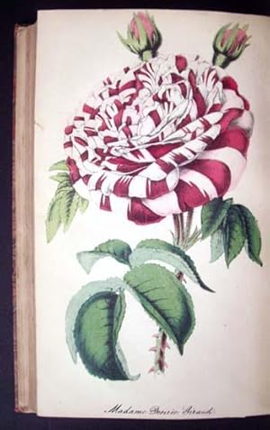 Bild des Verkufers fr The Floricultural Cabinet and Florist's Magazine (January to December, 1853) zum Verkauf von APPLEDORE BOOKS, ABAA