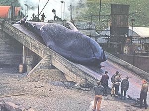 Seller image for The Whale. [Whales in Mythology & Folklore; Biology; Whaling with Boats & Harpoons; Science & Whaling; Modern Whaling; Whale Products; Life of Whales; Last Relics of the Old Days; The Different Kinds of Whales] for sale by Joseph Valles - Books