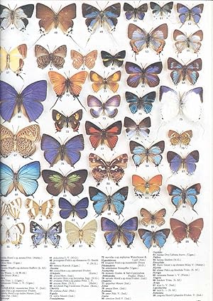 Seller image for The illustrated encyclopedia of the butterfly world. [The lepidoptera; Butterfly body; Life-cycle; Ecology; Mobility; Genetics; Coloration; Variation; mimicry; Butterfly history; Collecting; Butterflies in captivity; Butterfly families; World butter for sale by Joseph Valles - Books