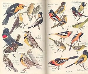 Seller image for Audubon bird guide : small land birds of eastern & central North America from southern Texas to central Greenland. for sale by Joseph Valles - Books