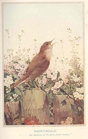 Seller image for Birds in town & village, with pictures in colour by E.J. Detmold. [Exotic birds for Britain; Moor-hens in Hyde Park; The eagle & the canary; Chanticleer; In an old garden; Birds in a Cornish village (Starlings, Daw sentiment; Story of a jackdaw; etc for sale by Joseph Valles - Books