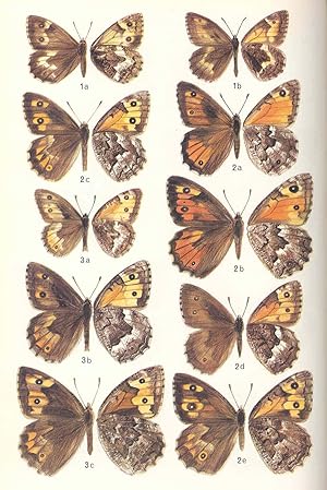 Seller image for A field guide to the butterflies of Britain and Europe. [Papilionidae -- Pieridae -- Danaidae -- Nymphalidae -- Satyridae -- Nemeobiidae -- Lycaenidae -- Hesperiidae -- Libytheidae] for sale by Joseph Valles - Books