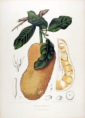 Artocarpus Polyphema [Chempedak]