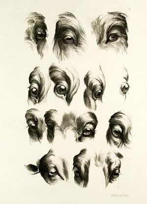 Imagen del vendedor de [Illustration of 14 Goat, Sheep and Ram Eyes] a la venta por Donald A. Heald Rare Books (ABAA)