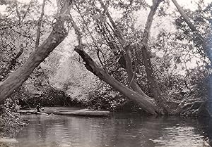 Seller image for Photographie originale - Rivire N'Barra - Oubangui-Chari - Centrafrique for sale by Librairie Trois Plumes