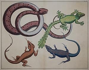 Image du vendeur pour Tab. CIII - Aus 'Locupletissimi rerum naturalium thesauri accurata descriptio .' Band 1 Darstellung: Grubenotter (Trimeresurus trigonocephalus), drei Echsen mis en vente par Kunstantiquariat Andreas Senger