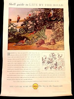 Shell Guide To Life By The Road. "Shell Oil" School Poster.