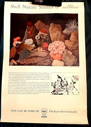 Shell Poster; Sea Anemones. "Shell Oil" School Poster by Tristram Hillier (Surrealist Movement).