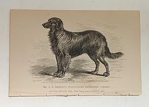 Wavy-Coated Retriever 'Thorn' Dog Print (British Dogs 1883)