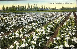 Image du vendeur pour Ansichtskarte / Postkarte Kalifornien USA, Field of Calla Lilies mis en vente par akpool GmbH