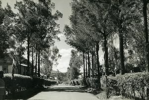 Madagascar Arivonimamo the Avenue Old Photo 1950
