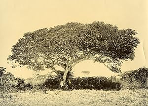Madagascar Large Tree in Betsileo Country Old Photo Ramahandry 1910'