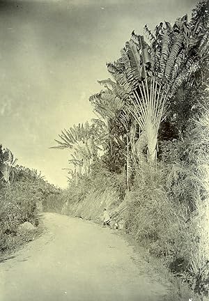 Madagascar Country Road for Motor Vehicles Old Photo Ramahandry 1910'