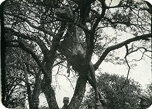 France Horse Thrown in a Tree Shell Explosion First World War WWI Old Photo 1917