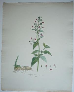Scrophularia aquatica - Wasserbraunwurz. Kol. Lithographie Nr. 259 aus: Schrank, Franz de Paula v...