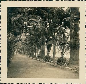 Espagne, Tenerife, Santa Cruz, Allée de Palmiers