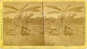 STEREO, D.R. Clark, Bananier, Ceylon, vintage albumen print