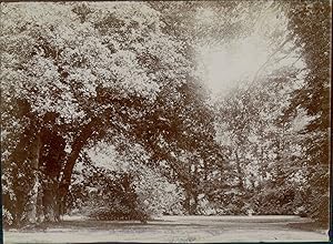 France, Vue d'un parc, ca.1901, vintage citrate print