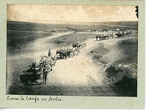 Serbie, Serbia, convoi de boeufs, plaines, vue générale