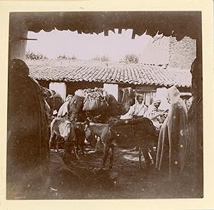Algérie, Rue avec ânes et dromadaires, 1898, Vintage citrate print