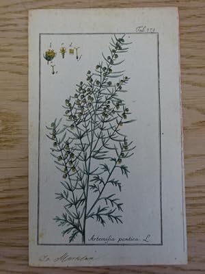 Artemisia pontica. L. Altkolorierter Kupferstich von J. Zorn aus: Icones plantarum medicinalium. ...