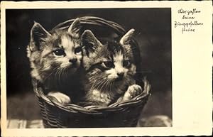Ansichtskarte / Postkarte Zwei Hauskatzen, Kitten, Korb, Wir zahlen keine Junggesellensteuer