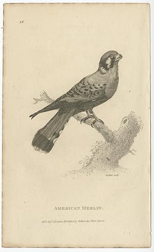 Antique Bird Print of an American Merlin by Kearsley (1808)