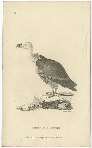 Antique Bird Print of a Chesnut Vulture by Kearsley (1808)