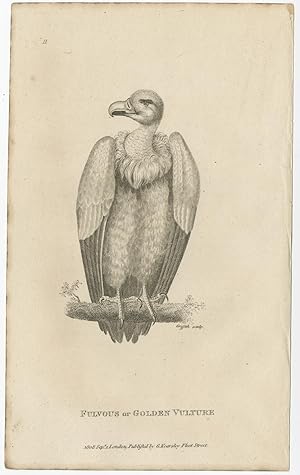 Antique Bird Print of a Golden Vulture by Kearsley (1808)