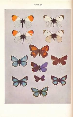 Seller image for Butterflies. New Naturalist No 1 for sale by Barter Books Ltd