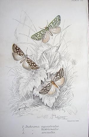 Seller image for 151. Fig. 1. Mesoleuca albicillata (Beautiful Carpet). Fig. 2. Rhumaptera hastata (Argent & Sable Moth). Fig. 3.Melanchroea aterea. Fig. 4. Odezia tibiale. Fig. 5. Hedyle lucivittata. Fig. 6. Eratina leptocircata. for sale by theoldmapman