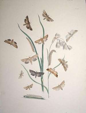 Image du vendeur pour Lepidoptera. Selection of moths and their respective caterpillars with a grass. mis en vente par theoldmapman