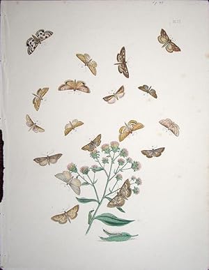 Seller image for Lepidoptera. Selection of moths and their respective caterpillars with a wild flower. for sale by theoldmapman