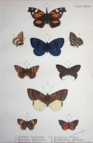 Image du vendeur pour 38. Fig. 1. Libythea bachmani (Snout Butterfly). Fig. 2. Mesosemia bifasciata. Figs. 3, 4. Nemeobius lucina (Duke of Burgundy Fritillary). Figs. 5, 6. Euselasia effima. Fig. 7. Nymphidium ethelinda. Figs. 8, 9. Lemonias emylius. mis en vente par theoldmapman