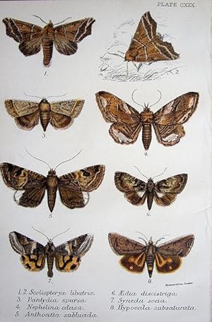 Seller image for 130. Fig. 1, 2. Scoliopteryx libatrix (Herald Moth). Fig. 3. Pantydia sparsa. Fig. 4. Nephelina edusa. Fig. 5. Anthocitta sublucida. Fig. 6. Aedia discistriga. Fig. 7. Syneda socia. Fig. 8. Hypocala subsaturata. for sale by theoldmapman