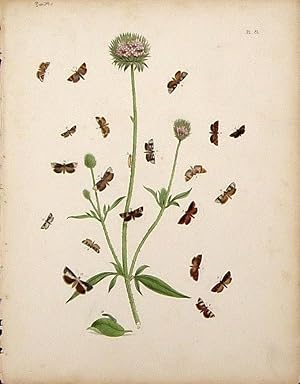 Imagen del vendedor de Lepidoptera. Selection of moths with a wild flower. a la venta por theoldmapman