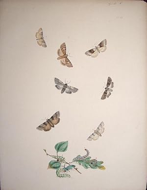 Seller image for Lepidoptera. Selection of moths and their respective caterpillars. for sale by theoldmapman