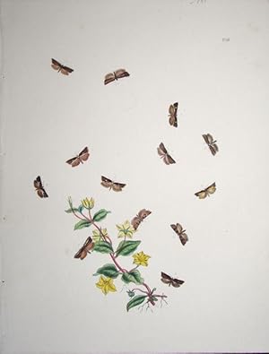 Seller image for Lepidoptera. Selection of moths and their respective caterpillars with a wild flower. for sale by theoldmapman