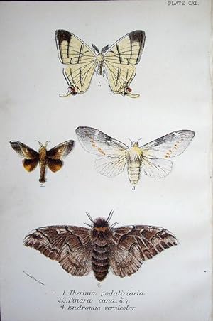 Seller image for 111. Fig. 1. Therinia podaliriaria. Figs. 2, 3. Pinara cana. Fig. 4. Endromis versicolor (Kentish Glory). for sale by theoldmapman