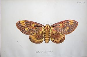 Seller image for 114. Fig. 1. Citheronia regalis (Regal Moth). for sale by theoldmapman
