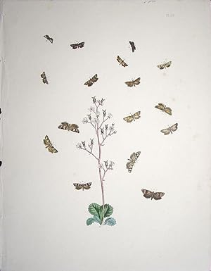 Seller image for Lepidoptera. Selection of moths and their respective caterpillars with a wild flower. for sale by theoldmapman